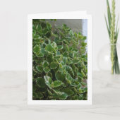 Schwedische Vogelblume Karte (Vorderseite)