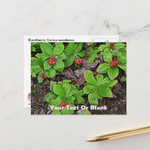 Schwedischer Hartriegel mit Beeren Postkarte