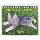 Schwedischer Kalender Vallhund 2020 (Titelbild)