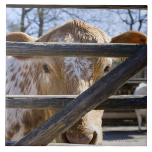 Schwedisches Gebirgsvieh (Skansen) Fliese