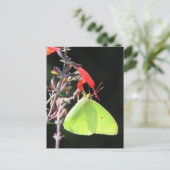 Schwefel auf der Postkarte von Salvia (Stehend Vorderseite)