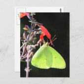 Schwefel auf der Postkarte von Salvia (Vorne/Hinten)