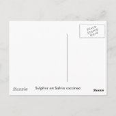 Schwefel auf der Postkarte von Salvia (Rückseite)