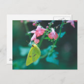 Schwefel auf der Postkarte von Salvia (Vorne/Hinten)