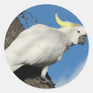 Schwefel Cockatoo mit Haube Runder Aufkleber
