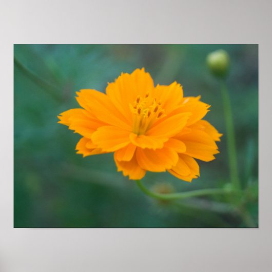 Schwefel Cosmos 01 Poster (Vorne)