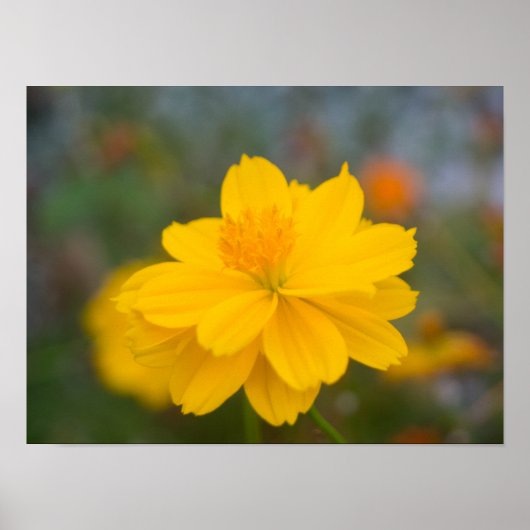 Schwefel Cosmos 02 Poster (Vorne)
