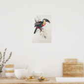 Schwefel und Weiß gebraten Toucan, 19. Jahrhundert Poster (Küche)