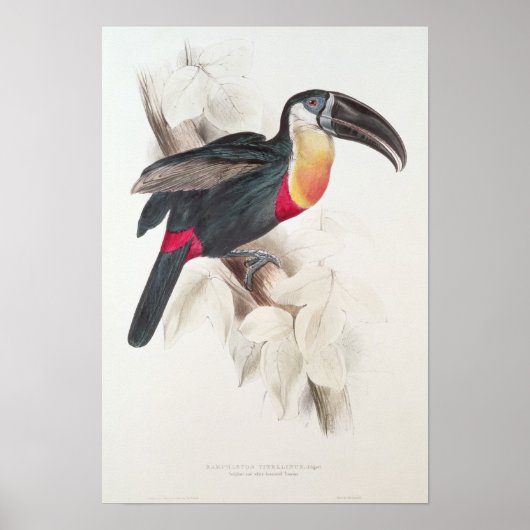 Schwefel und Weiß gebraten Toucan, 19. Jahrhundert Poster (Vorne)