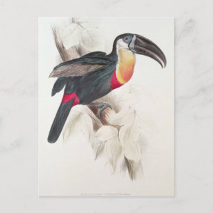 Schwefel und Weiß gebraten Toucan, 19. Jahrhundert Postkarte