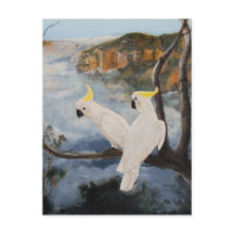 Schwefelgekochte Kakados in den Blauen Bergen