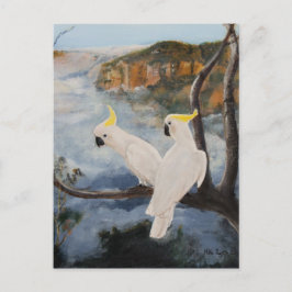 Schwefelgekochte Kakados in den Blauen Bergen Postkarte