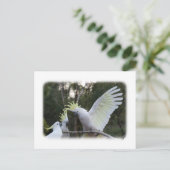 Schwefelgekrebstes Kakadu 9Y319D-079 Postkarte (Stehend Vorderseite)