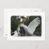 Schwefelgekrebstes Kakadu 9Y319D-079 Postkarte (Vorne/Hinten)