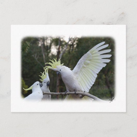 Schwefelgekrebstes Kakadu 9Y319D-079 Postkarte (Vorderseite)