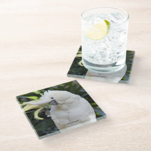 Schwefelgezauberte Kakatoowellen beim Fotografen Glasuntersetzer