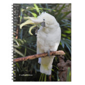 Schwefelgezauberte Kakatoowellen beim Fotografen Notizblock (Vorderseite)