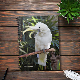 Schwefelgezauberte Kakatoowellen beim Fotografen Notizblock