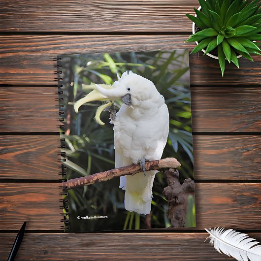 Schwefelgezauberte Kakatoowellen beim Fotografen Notizblock