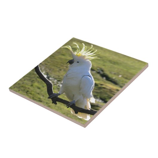 Schwefelkakadu in Australien Fliese (Seite)