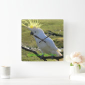 Schwefelkakadu in Australien Quadratische Wanduhr (Zuhause)