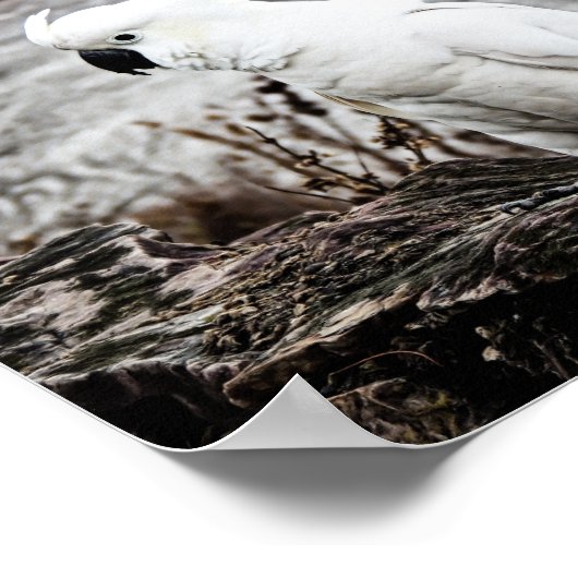 Schwefelkakadu Poster (Ecke)