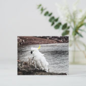Schwefelkakadu Postkarte (Stehend Vorderseite)