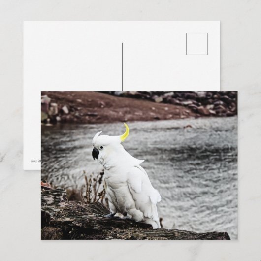 Schwefelkakadu Postkarte (Vorne/Hinten)