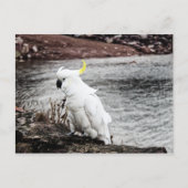 Schwefelkakadu Postkarte (Vorderseite)