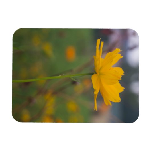 Schwefelkosmos 02 magnet (Horizontal)