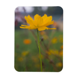 Schwefelkosmos 02 magnet