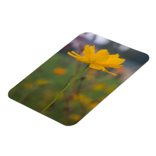 Schwefelkosmos 02 magnet (Linke Seite)