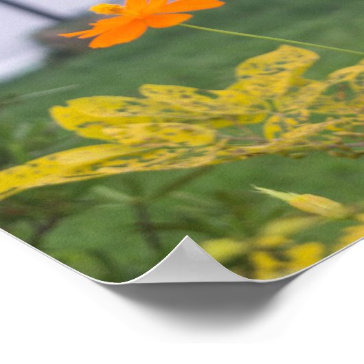 Schwefelkosmos 03 poster (Ecke)