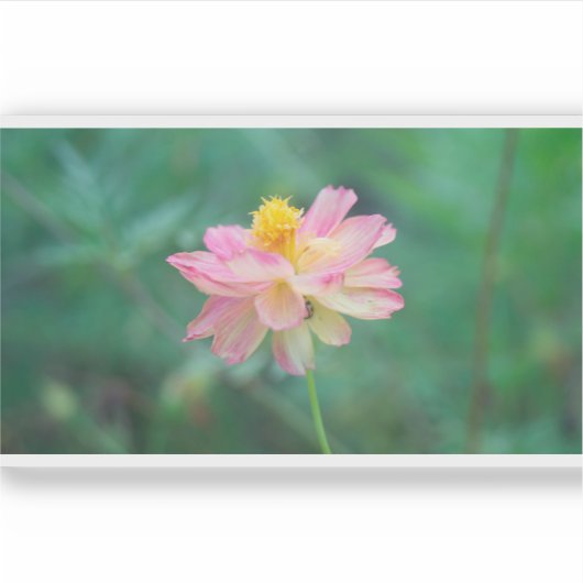 Schwefelkosmos 04 aufkleber (Vorderseite)