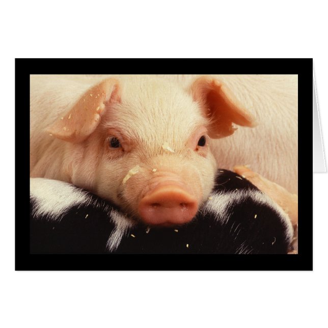 Schwein (Vorderseite (Horizontal))