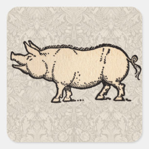 Schwein Antikes Schweine Niedliche Vintage Illustr Quadratischer Aufkleber