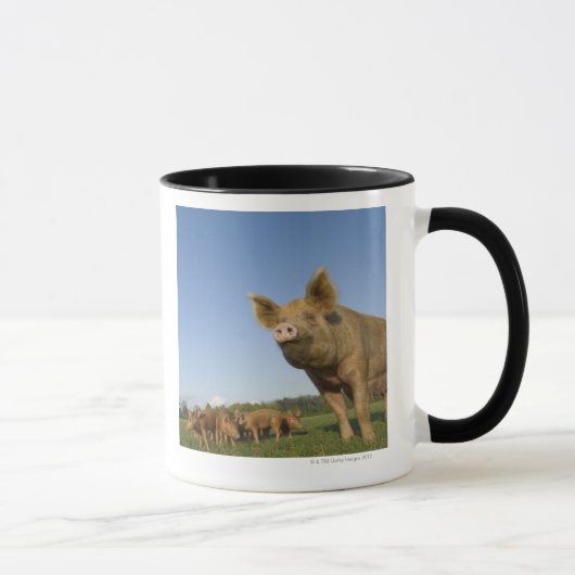Schwein auf einem Gebiet Tasse (Rechts)