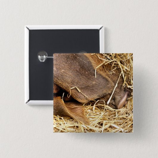 SCHWEIN BUTTON (Vorne & Hinten)