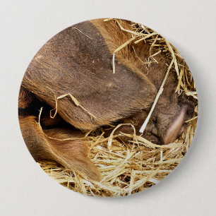 SCHWEIN BUTTON