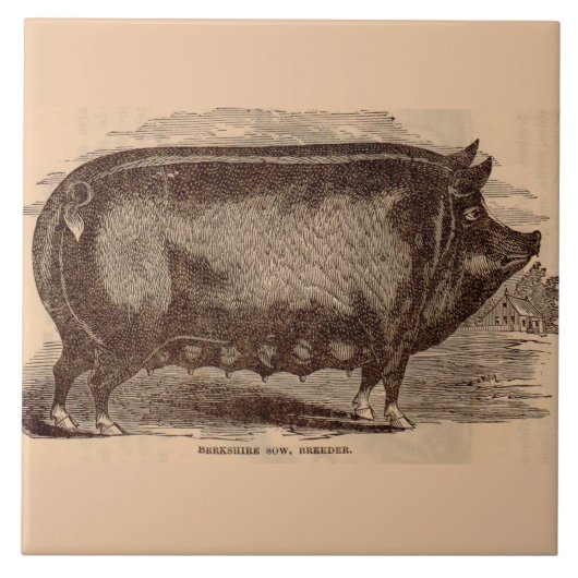 Schwein Druck Berkshire Sauen Nr. 1 aus dem 19. Ja Fliese (Vorderseite)