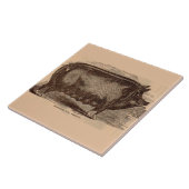 Schwein Druck Berkshire Sauen Nr. 1 aus dem 19. Ja Fliese (Seite)