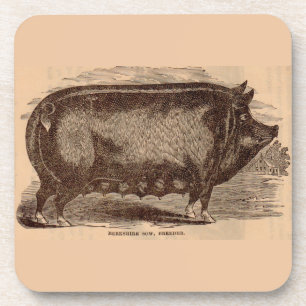 Schwein Druck Berkshire Sauen Nr. 1 aus dem 19. Ja Getränkeuntersetzer