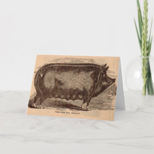 Schwein Druck Berkshire Sauen Nr. 1 aus dem 19. Ja Karte