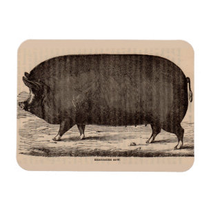 Schwein Druck Berkshire Sauen Nr. 2 aus dem 19. Ja Magnet