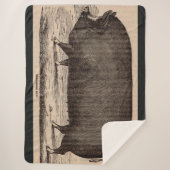 Schwein Druck Berkshire Sauen Nr. 2 aus dem 19. Ja Sherpadecke (Vorderseite)