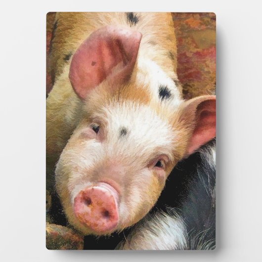 SCHWEIN FOTOPLATTE (Vorderseite)