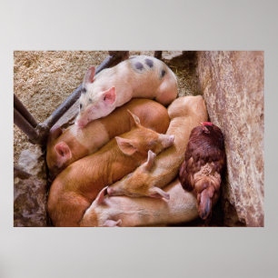 Schwein - Fünf kleine Schweine und ein Huhn Poster