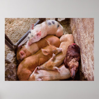 Schwein - Fünf kleine Schweine und ein Huhn Poster