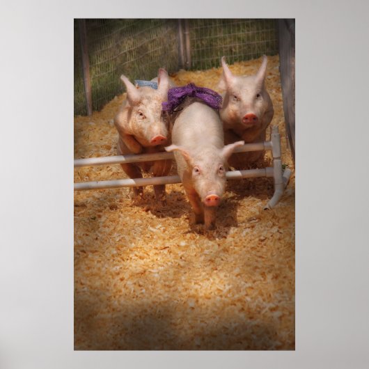 Schwein - Hindernisse überwinden Poster (Vorne)
