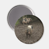 Schwein im Schlamm Magnet (Vorderseite/Rückseite)